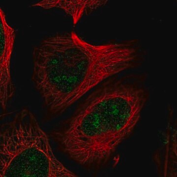 Anti-PELP1 antibody produced in rabbit Prestige Antibodies&#174; Powered by Atlas Antibodies, affinity isolated antibody