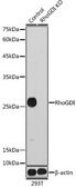 Anti- RhoGDI antibody produced in rabbit