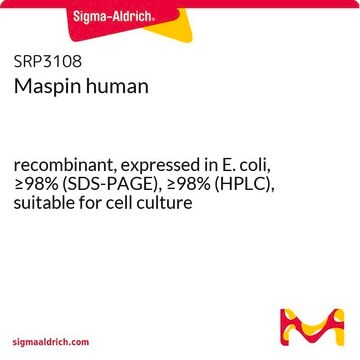 Maspin human recombinant, expressed in E. coli, &#8805;98% (SDS-PAGE), &#8805;98% (HPLC), suitable for cell culture