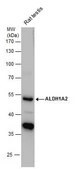 Anti-ALDH1A2 antibody produced in rabbit affinity isolated antibody, buffered aqueous solution