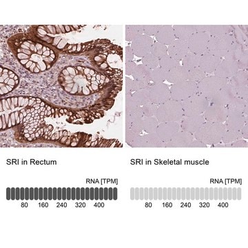 Anti-SRI antibody produced in rabbit Prestige Antibodies&#174; Powered by Atlas Antibodies, affinity isolated antibody