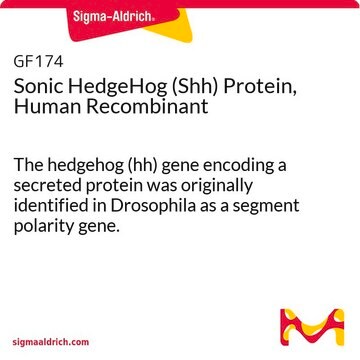 Sonic HedgeHog (Shh) Protein, Human Recombinant The hedgehog (hh) gene encoding a secreted protein was originally identified in Drosophila as a segment polarity gene.