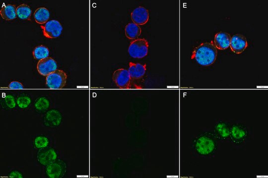 Anti-phospho ABL1 (Tyr245) Antibody, clone 3F7 ZooMAb&#174; Rabbit Monoclonal recombinant, expressed in HEK 293 cells