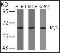 Anti-MYC (Ab-358) antibody produced in rabbit affinity isolated antibody