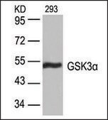 Anti-GSK3A (Ab-21) antibody produced in rabbit affinity isolated antibody