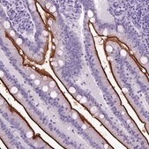 Anti-MME antibody produced in rabbit Prestige Antibodies&#174; Powered by Atlas Antibodies, affinity isolated antibody, buffered aqueous glycerol solution