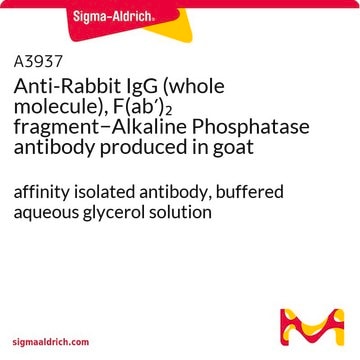 Anti-Rabbit IgG (whole molecule), F(ab&#8242;)2 fragment&#8722;Alkaline Phosphatase antibody produced in goat affinity isolated antibody, buffered aqueous glycerol solution