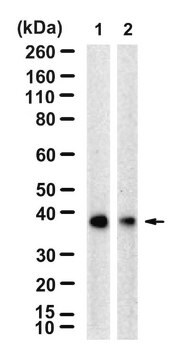 Anti-ATG3 Antibody, clone 3M21 ZooMAb&#174; Rabbit Monoclonal recombinant, expressed in HEK 293 cells
