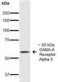 Monoclonal Anti-GABA A Receptor-Atto 594 antibody produced in mouse clone S415-24