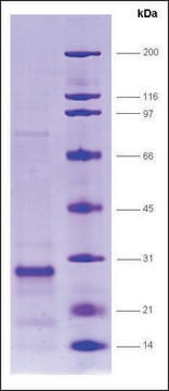 SRC1 (627-786), biotin,His tagged human recombinant, expressed in E. coli, &#8805;80% (SDS-PAGE)