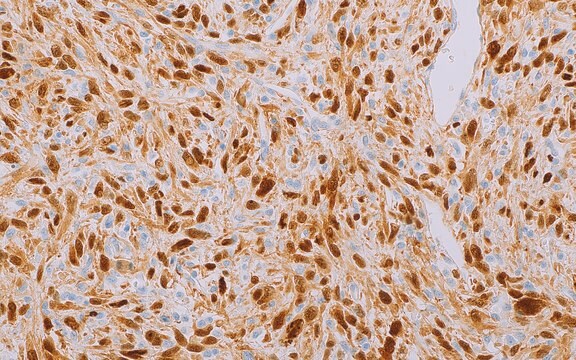 CDK4 (DCS-31) Mouse Monoclonal Antibody