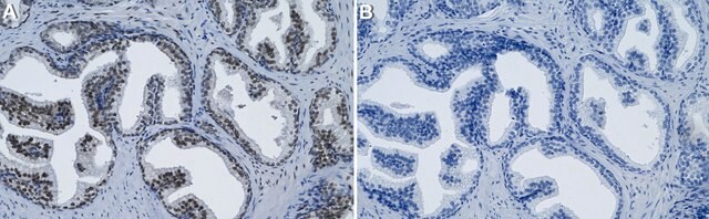 Anti-XLF/NHEJ1 clone 1C16 ZooMAb&#174; Rabbit Monoclonal recombinant, expressed in HEK 293 cells