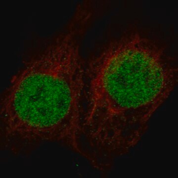 Monoclonal Anti-Msh2 Antibody Produced In Mouse Prestige Antibodies&#174; Powered by Atlas Antibodies, clone CL13713, affinity isolated antibody, buffered aqueous glycerol solution