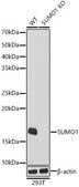 [KO Validated]Anti-SUMO1 Antibody, clone 6F8B6, Rabbit Monoclonal