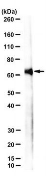 Anti-PrimPol Antibody, clone JUAM71D