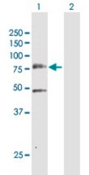 Anti-PLK3 antibody produced in rabbit purified immunoglobulin, buffered aqueous solution