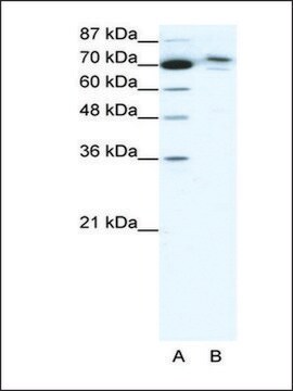 Anti-C14ORF101 antibody produced in rabbit affinity isolated antibody