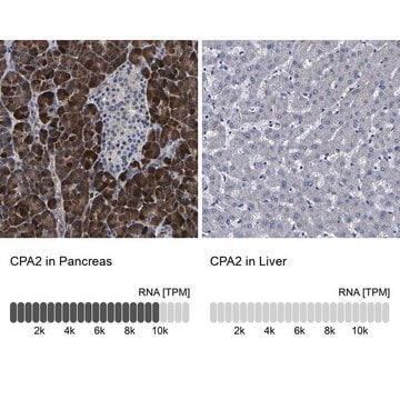 Anti-CPA2 antibody produced in rabbit Prestige Antibodies&#174; Powered by Atlas Antibodies, affinity isolated antibody, buffered aqueous glycerol solution, Ab1