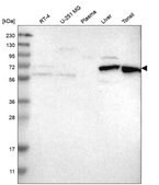 Anti-Hdac10 Antibody Produced In Rabbit Prestige Antibodies&#174; Powered by Atlas Antibodies, affinity isolated antibody, buffered aqueous glycerol solution