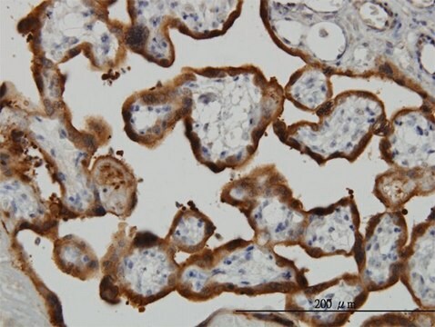 Monoclonal Anti-TGM2 antibody produced in mouse clone 2F4, purified immunoglobulin, buffered aqueous solution