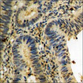 Anti-phospho-JAK2 (pTyr931) antibody produced in rabbit affinity isolated antibody