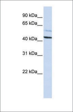 Anti-PSMD4 antibody produced in rabbit affinity isolated antibody