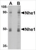 Anti-Nhe-1 (ab2) antibody produced in rabbit affinity isolated antibody, buffered aqueous solution