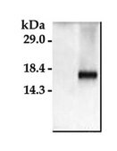 Anti-Caspase 3 Antibody, active (cleaved) form Chemicon&#174;, from rabbit