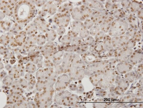 Monoclonal Anti-HIPK1 antibody produced in mouse clone 1D6, purified immunoglobulin, buffered aqueous solution