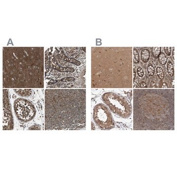 Anti-ARHGEF11 antibody produced in rabbit Prestige Antibodies&#174; Powered by Atlas Antibodies, affinity isolated antibody, buffered aqueous glycerol solution