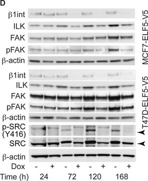 Anti-v-Src Antibody, clone 327 clone 327, from mouse