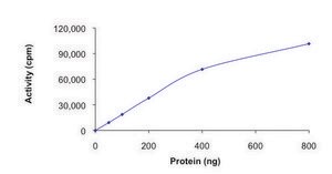 JNK2, active, GST tagged human PRECISIO&#174; Kinase, recombinant, expressed in baculovirus infected Sf9 cells, &#8805;70% (SDS-PAGE), buffered aqueous glycerol solution