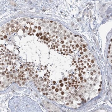 Anti-MCM9 antibody produced in rabbit Prestige Antibodies&#174; Powered by Atlas Antibodies, affinity isolated antibody, buffered aqueous glycerol solution