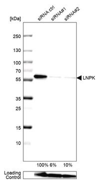 Anti-LNPK antibody produced in rabbit Prestige Antibodies&#174; Powered by Atlas Antibodies, affinity isolated antibody, buffered aqueous glycerol solution