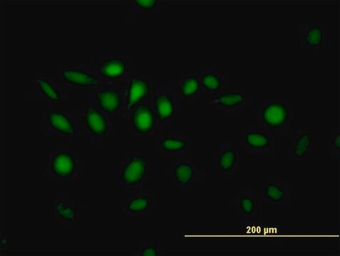 Anti-NFIX antibody produced in mouse purified immunoglobulin, buffered aqueous solution