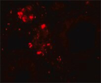Anti-WDR92 antibody produced in rabbit affinity isolated antibody, buffered aqueous solution