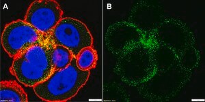 Anti-erbB4/HER4 Antibody, clone 1B7 ZooMAb&#174; Rabbit Monoclonal recombinant, expressed in HEK 293 cells