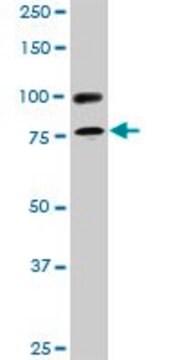 Monoclonal Anti-RALBP1 antibody produced in mouse clone 2A1, purified immunoglobulin, buffered aqueous solution