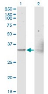 Monoclonal Anti-NIPSNAP1, (C-terminal) antibody produced in mouse clone 3B7, purified immunoglobulin, buffered aqueous solution