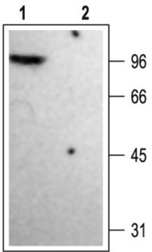 Anti-Potassium Channel Kv1.4 antibody produced in rabbit affinity isolated antibody, lyophilized powder