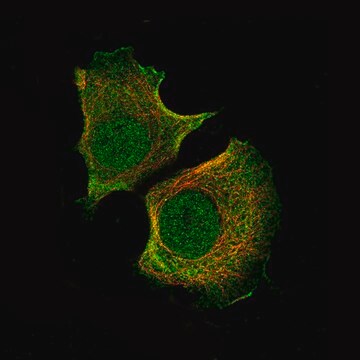 Monoclonal Anti-AKT1 antibody produced in mouse Prestige Antibodies&#174; Powered by Atlas Antibodies, clone CL0887, purified immunoglobulin, buffered aqueous glycerol solution