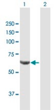 Anti-PPP2R1B antibody produced in mouse purified immunoglobulin, buffered aqueous solution