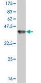Monoclonal Anti-PRKCI, (N-terminal) antibody produced in mouse clone 3A7, purified immunoglobulin, buffered aqueous solution