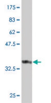 Monoclonal Anti-FBXO36 antibody produced in mouse clone 3D3, purified immunoglobulin, buffered aqueous solution