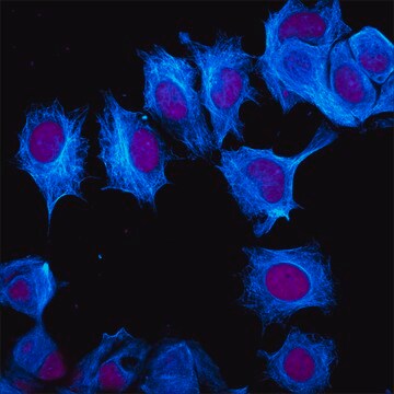 Anti-Rat IgG (H+L), highly cross-adsorbed, CF&#8482;405M antibody produced in goat ~2&#160;mg/mL, affinity isolated antibody, buffered aqueous solution