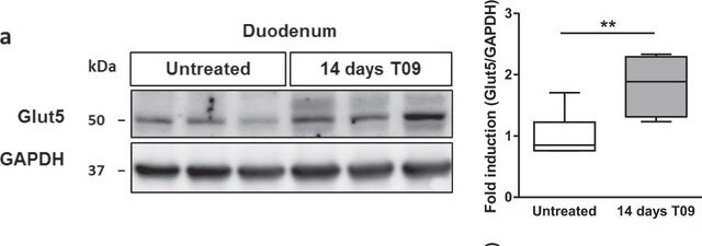 Anti-GLUT-5 Antibody, a.a. 490-502 serum, from rabbit