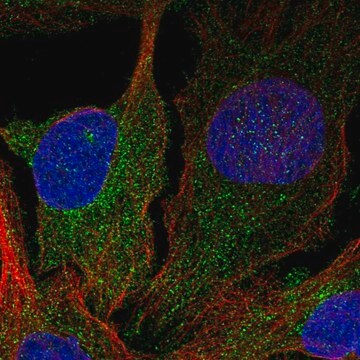 Anti-DGKD antibody produced in rabbit Prestige Antibodies&#174; Powered by Atlas Antibodies, affinity isolated antibody