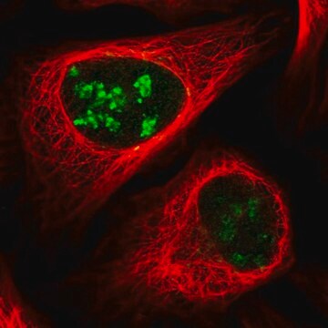 Anti-PWP1 antibody produced in rabbit Prestige Antibodies&#174; Powered by Atlas Antibodies, affinity isolated antibody