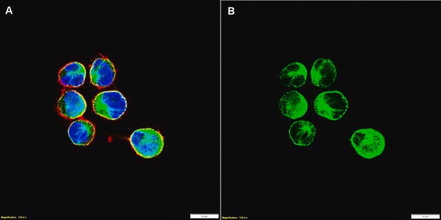 Anti-CXCR5 Antibody, clone 1G22 ZooMAb&#174; Rabbit Monoclonal recombinant, expressed in HEK 293 cells