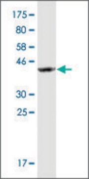 Monoclonal Anti-SSBP2 antibody produced in mouse clone 2E7, purified immunoglobulin, buffered aqueous solution